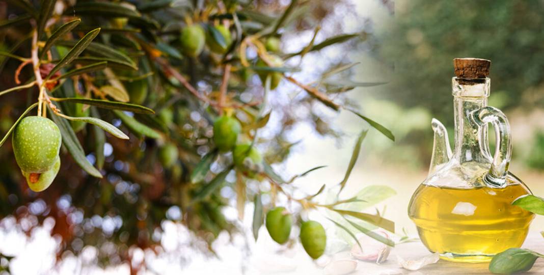 Gaziantep'te Zeytinyağı fiyatının göreceği rakam açıklandı. Zeytinyağı'nın Tenekesi Gaziantep'te En Az 6 Bin Lira Olacak! 4